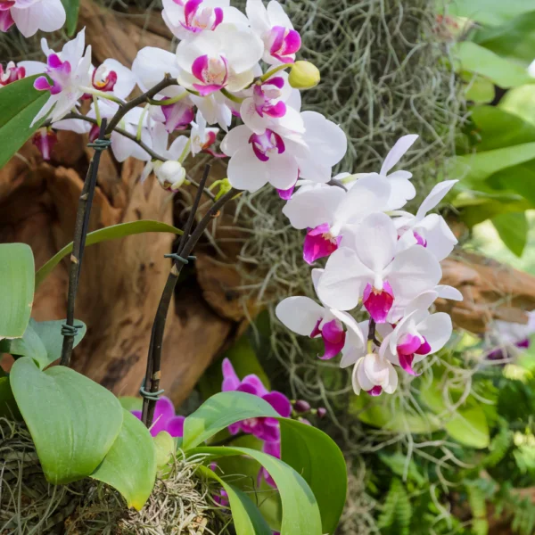 Orquídeas
