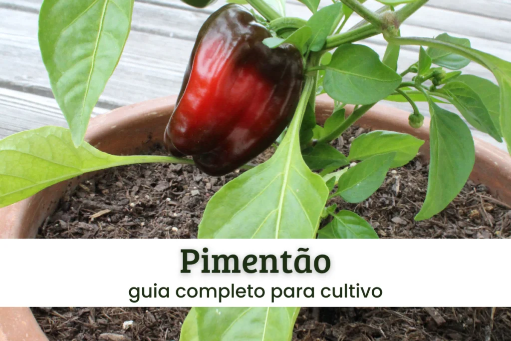 Pimentão.