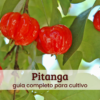 Pitanga (1) Pitanga.