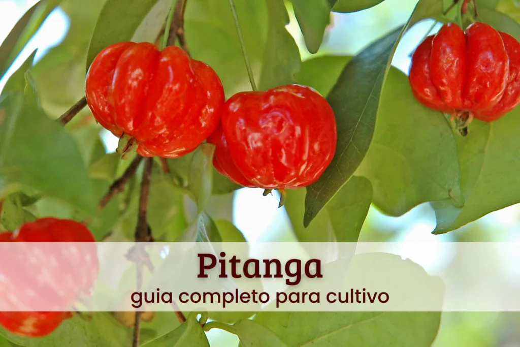 Pitanga.