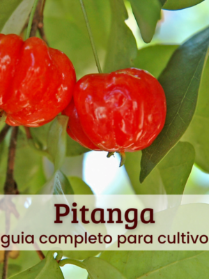 Pitanga (1) Pitanga.