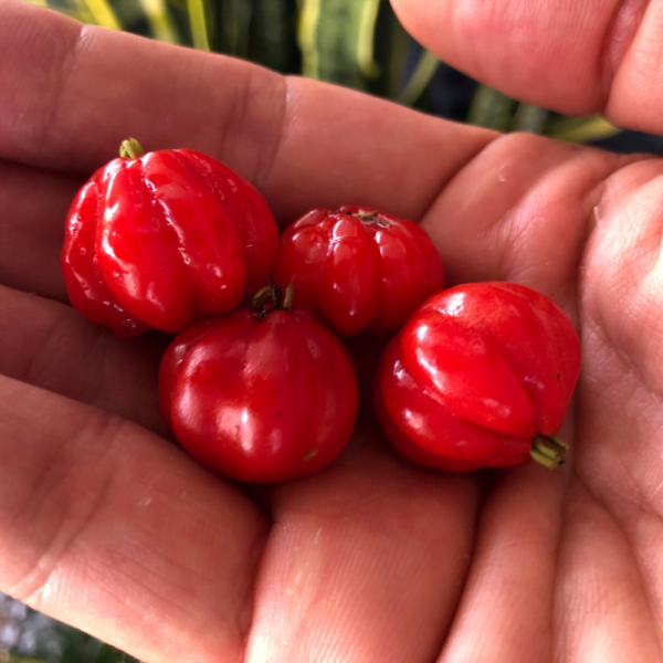 Pitanga (3) Pitanga.