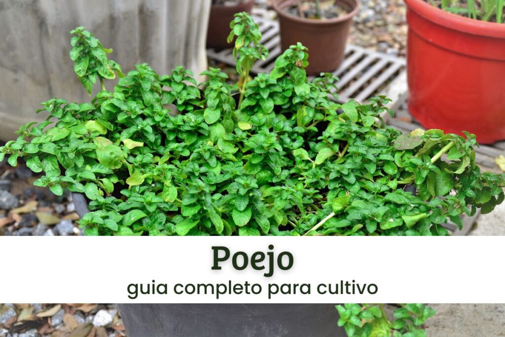 Loja 6 Poejo.