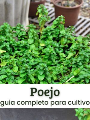 Poejo Poejo.