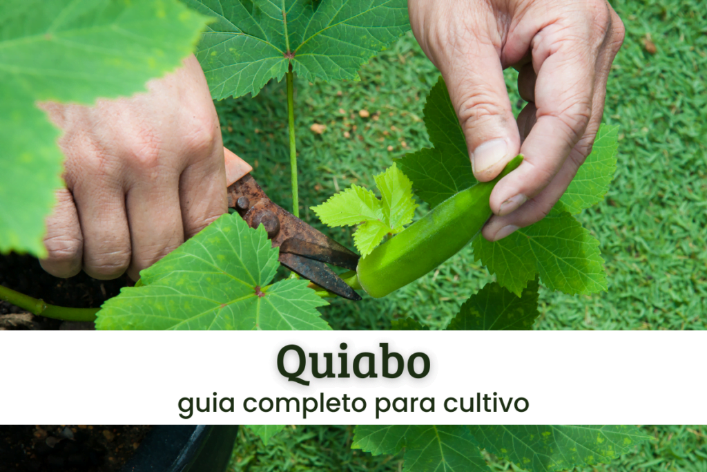 Loja 26 Quiabo.