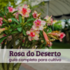 Rosa do Deserto