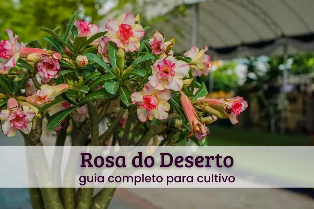 Rosa do Deserto