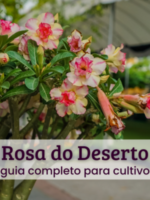 Rosa do deserto (1) Rosa do Deserto