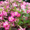 Rosa do Deserto