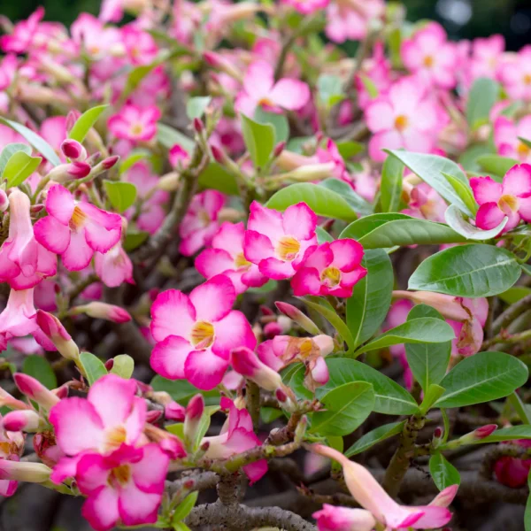 Rosa do Deserto