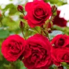 Rosas e mini rosas.