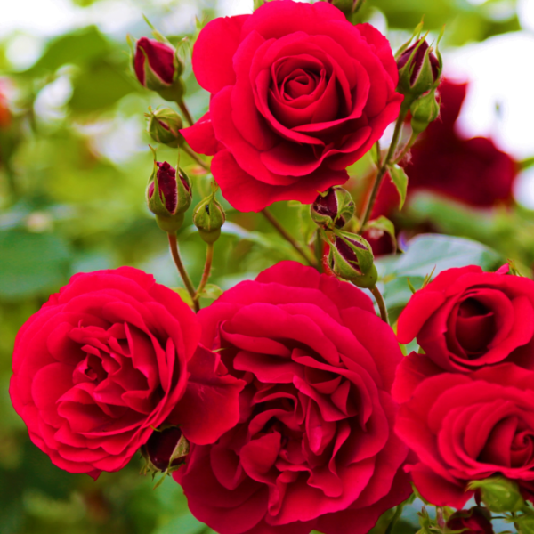 Rosas e minirrosas Rosas e mini rosas.