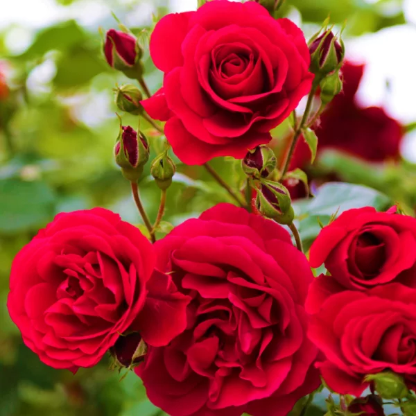 Rosas e mini rosas.