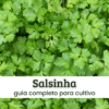 Salsinha (1) Salsinha.
