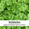 Salsinha (1) Salsinha.
