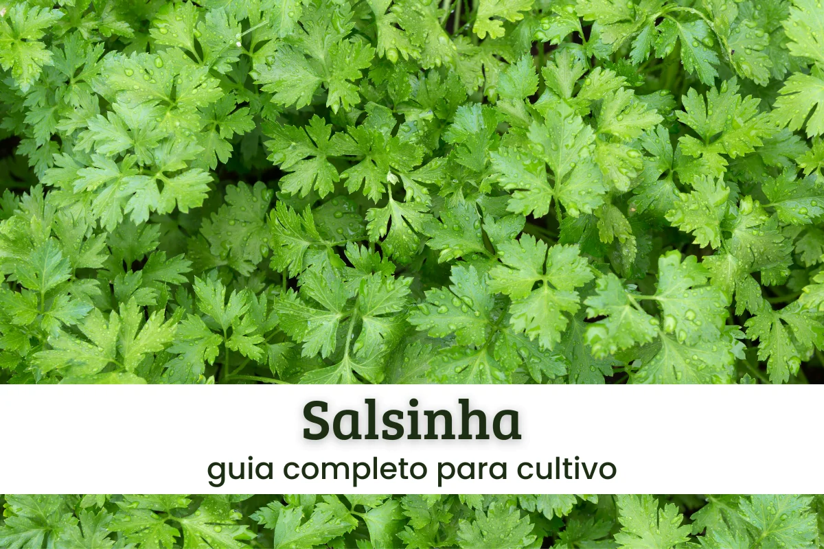 Salsinha.