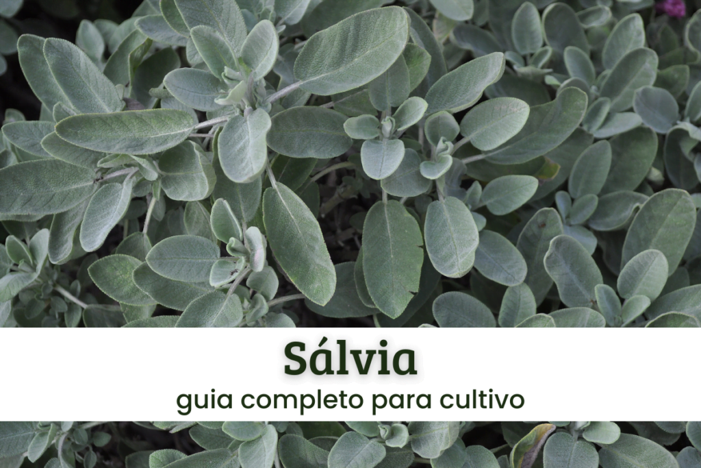 Loja 24 Sálvia.