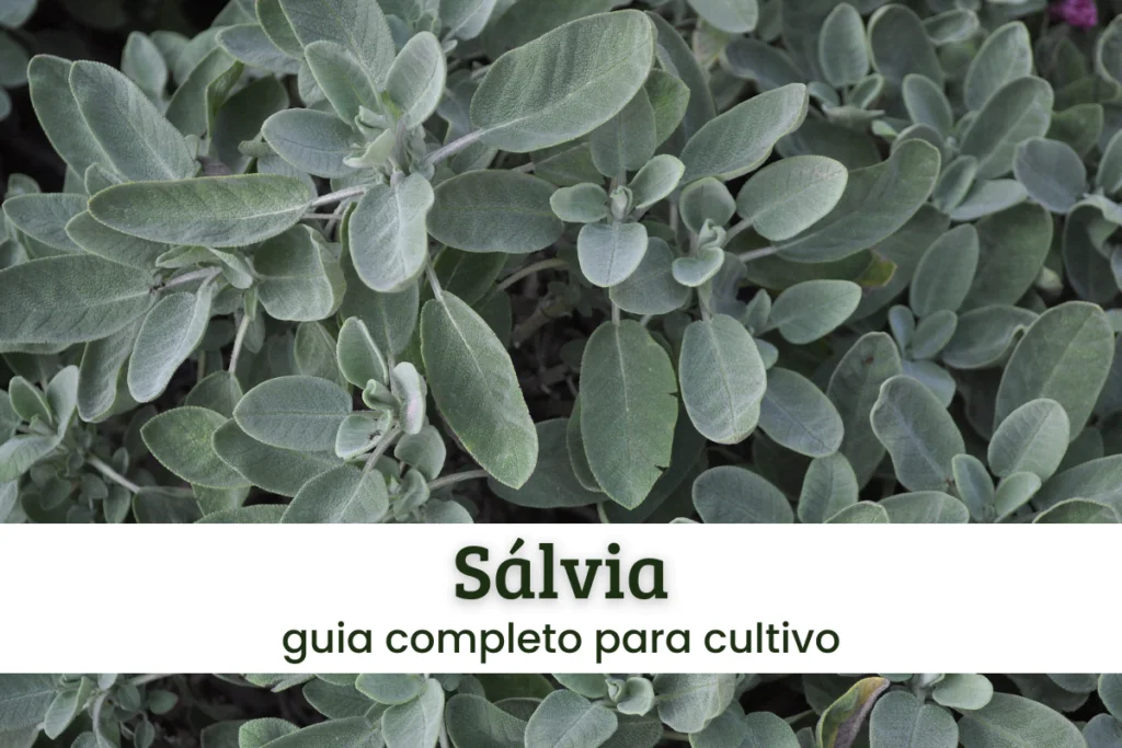 Sálvia.