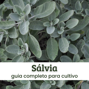 Sálvia.