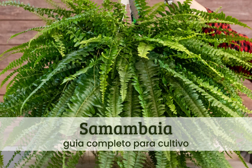 Samambaia.
