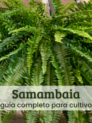 Samambaia (1) Samambaia.