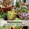 Suculentas