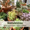 Suculentas (1) Suculentas