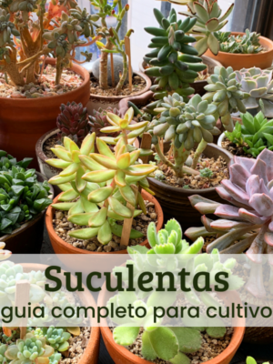 Suculentas (1) Suculentas