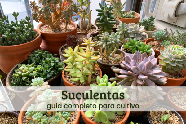 Suculentas