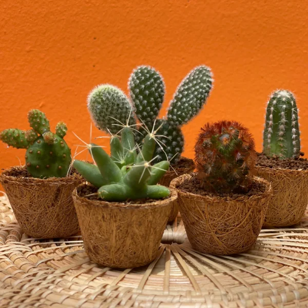 Suculentas