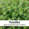 Tomilho