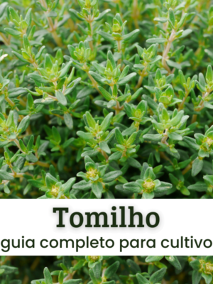 Tomilho