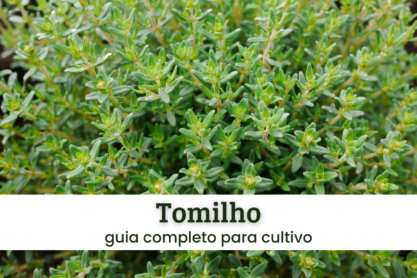 Tomilho
