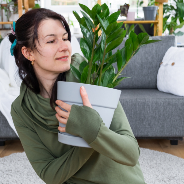 Zamioculca (2) zamioculca