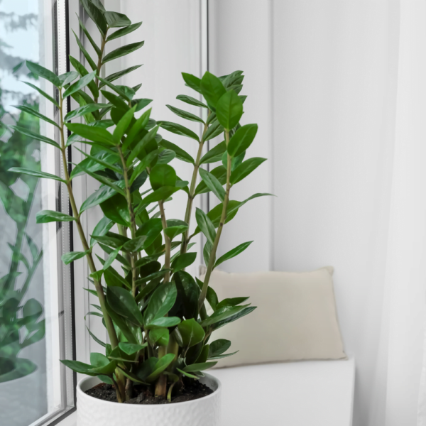 Zamioculca (3) zamioculca