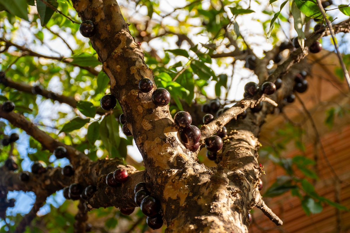 Adubo para jabuticabeira.