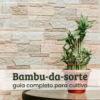 bambu-da-sorte.