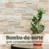 bambu-da-sorte.