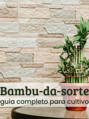 bambu-da-sorte bambu-da-sorte.