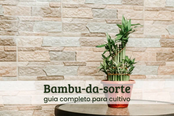bambu-da-sorte.