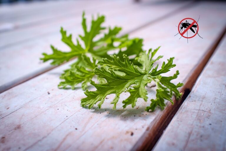 Cheiro que espanta mosquito: conheça 7 plantas poderosas para afastar a dengue 1 Cheiro que espanta mosquito.