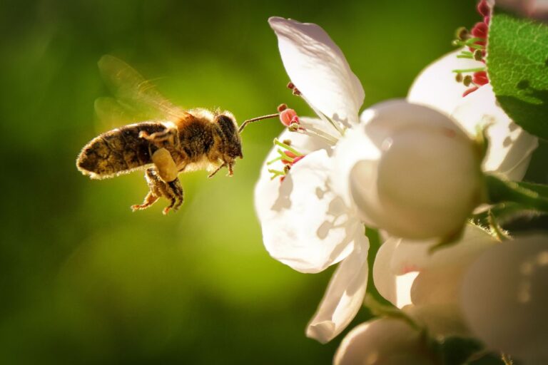 Como atrair abelhas sem ferrão e transformar seu jardim em um refúgio natural 1 como atrair abelhas sem ferrão.