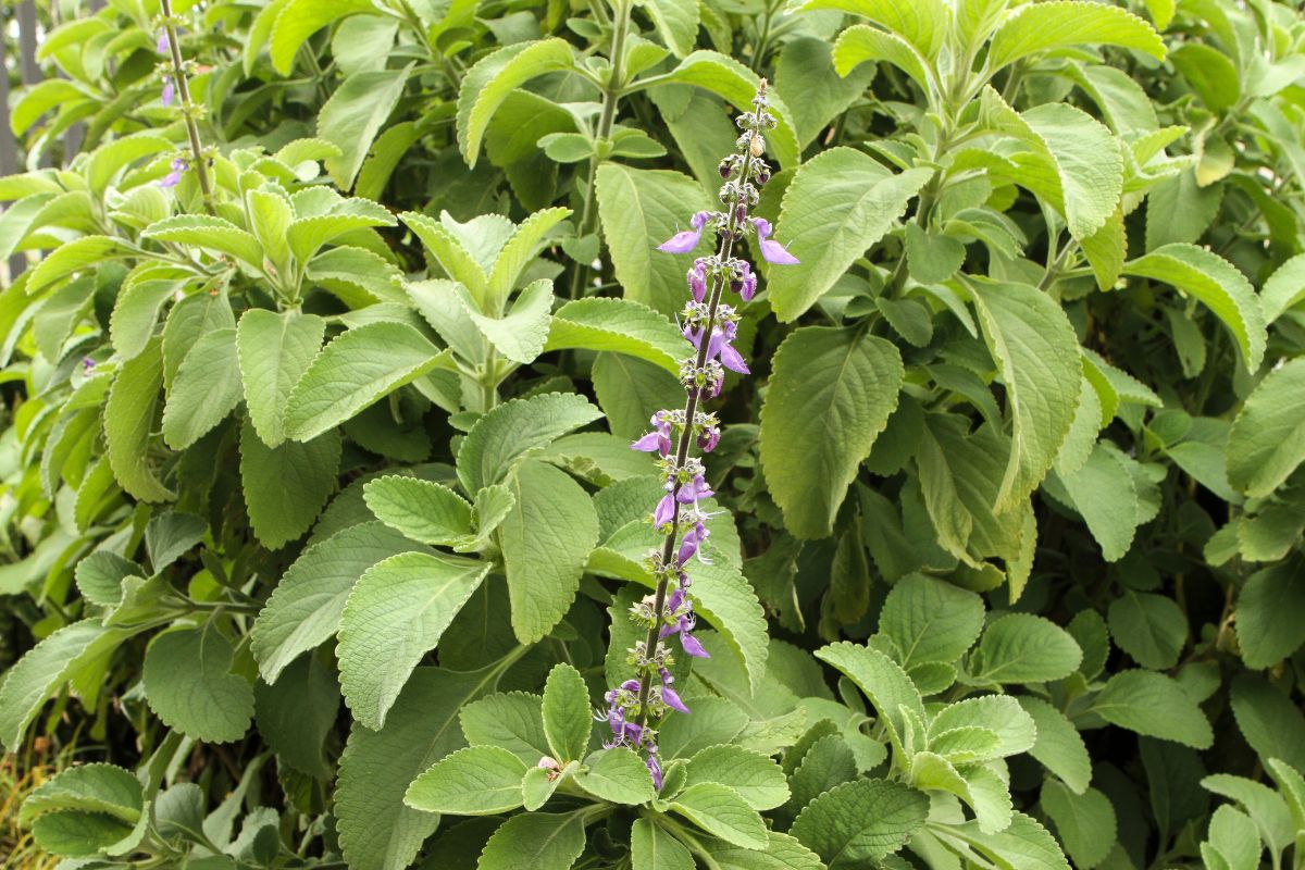 como cultivar boldo