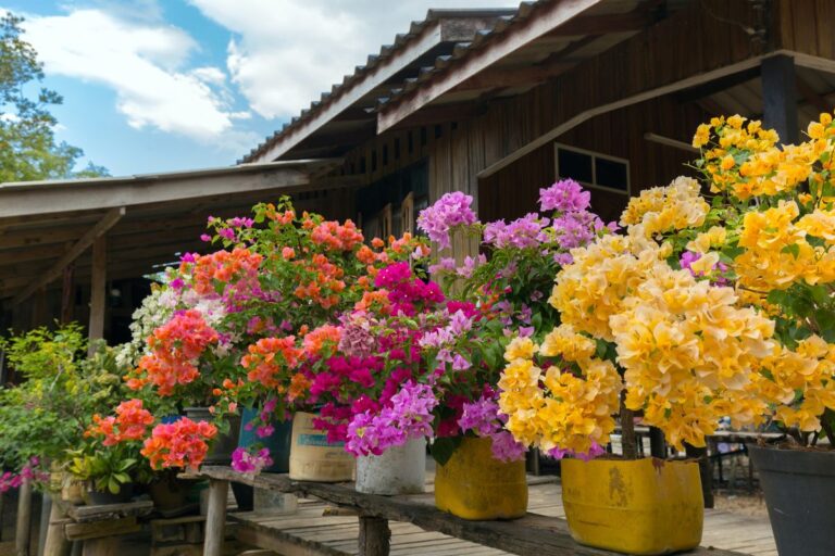 Como fazer muda de primavera: aprenda como ter sua própria bougainville 1 como fazer muda de primavera.
