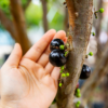 jabuticaba