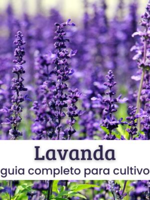 lavanda (1) Lavanda.