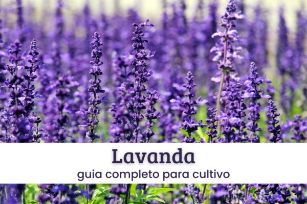 lavanda (1) Lavanda.