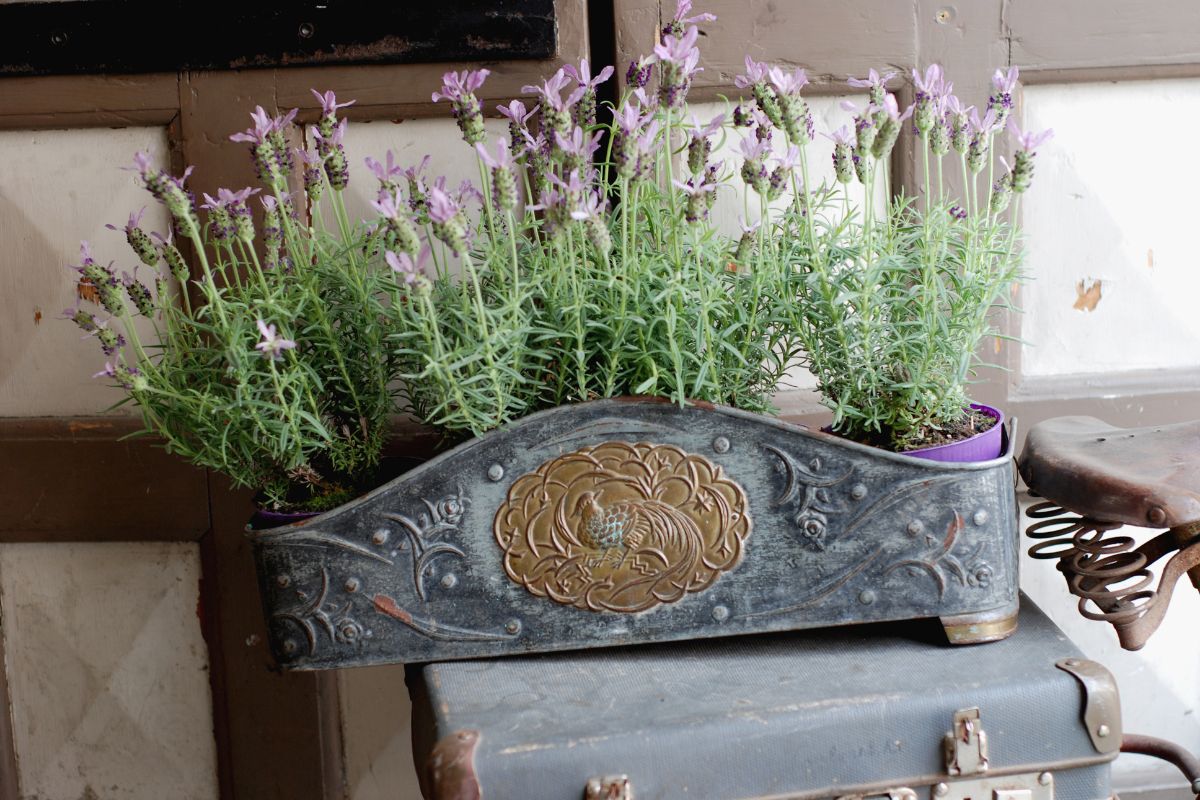 Lavanda gosta de sol ou sombra? Descubra agora como fazê-la explodir em ...