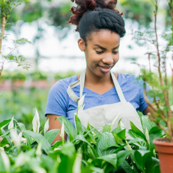 lírio da paz (1) Lírio da paz