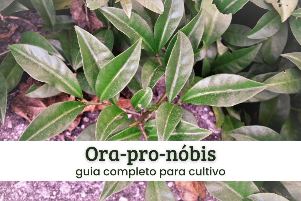 Loja 7 ora-pro-nóbis.